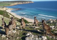 Kangaroo-Island-Australia-2
