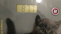 81014