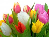 tulips-wt-1024-3