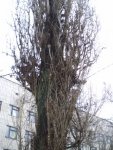 совы на дереве возле поликлиники