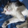 Аватара пользователя