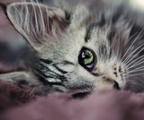 Аватара пользователя