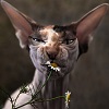 Аватара пользователя