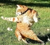 Аватара пользователя