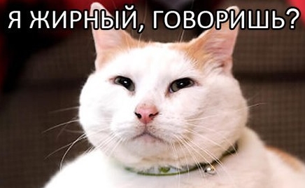 гифки-котейка-жирный-котэ-302385.jpeg