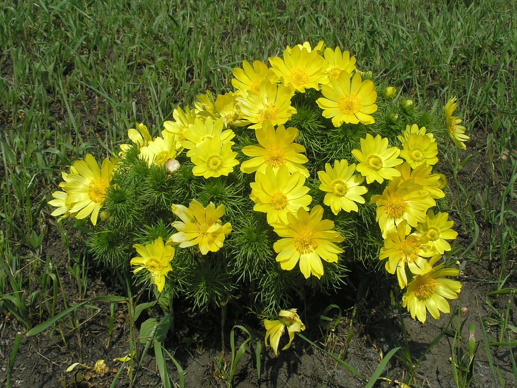 Adonis_vernalis_KUT_20110502.jpg