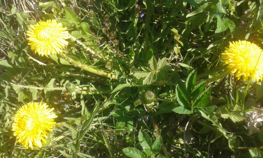 20160502_100737_883x530.jpg