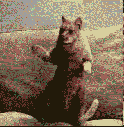 tumblr_li29mlNeK51qb026p.gif