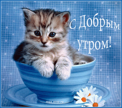 kot_s_dobr_utrom.gif