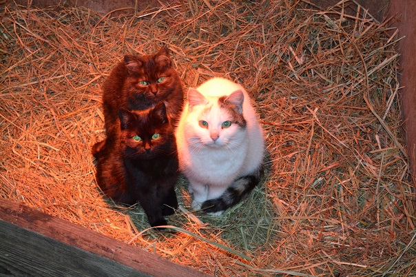 DSC_0108.jpg
