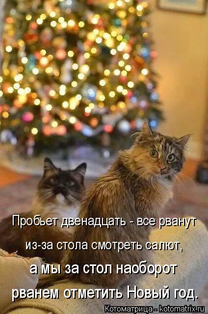 kotomatritsa_LY.jpg