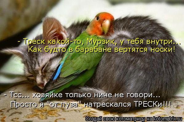 kotomatritsa_R.jpg