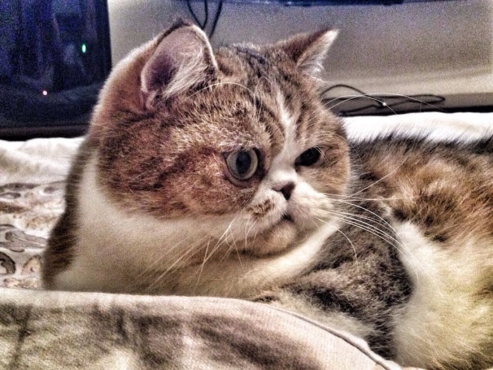 tysondacat - ЧО.jpg