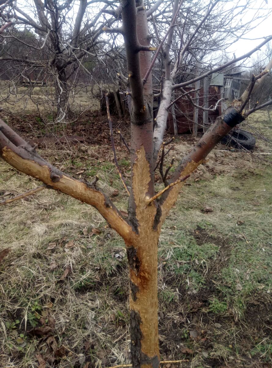визит косуль.jpg