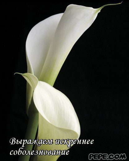 _25601600101998.jpg