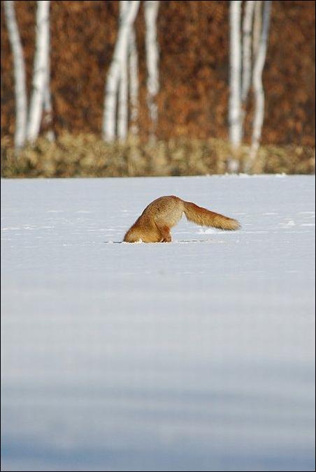 fox-04.jpg