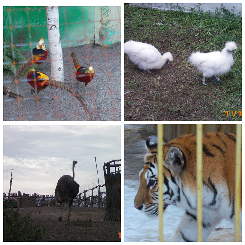MyCollages (2).png
