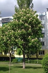 IMG_20170512_150109.jpg