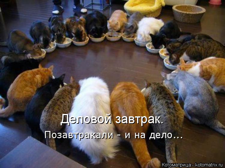 kotomatritsa_M.jpg