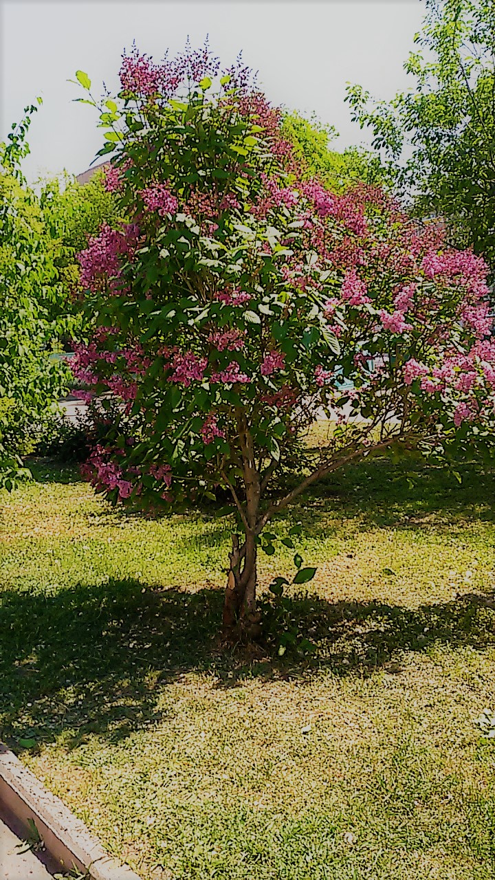 20170606_111225.jpg