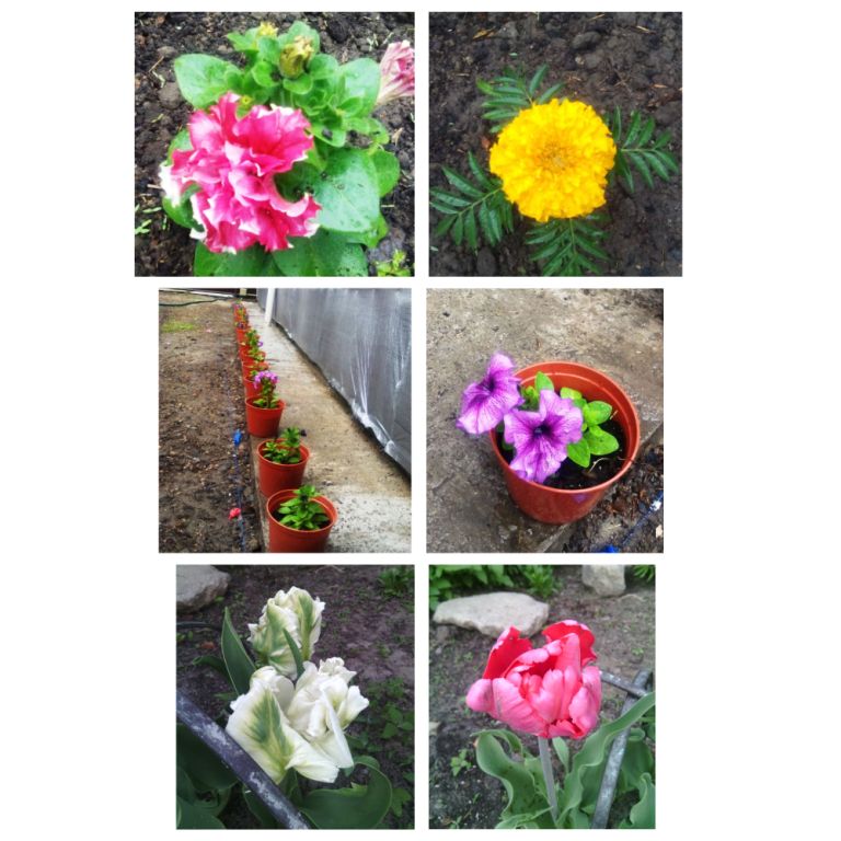 MyCollages.jpg
