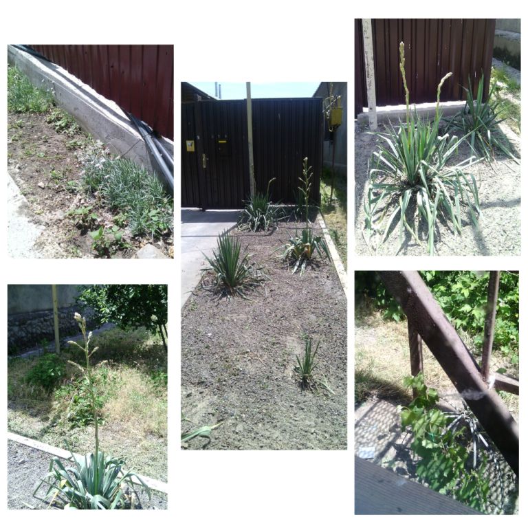 MyCollages3.jpg