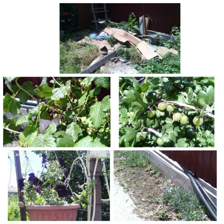 MyCollages1.jpg