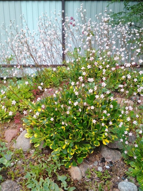 Lenovo_A1000_IMG_20170701_184048.jpg