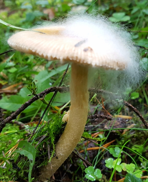 20170913_131058.jpg