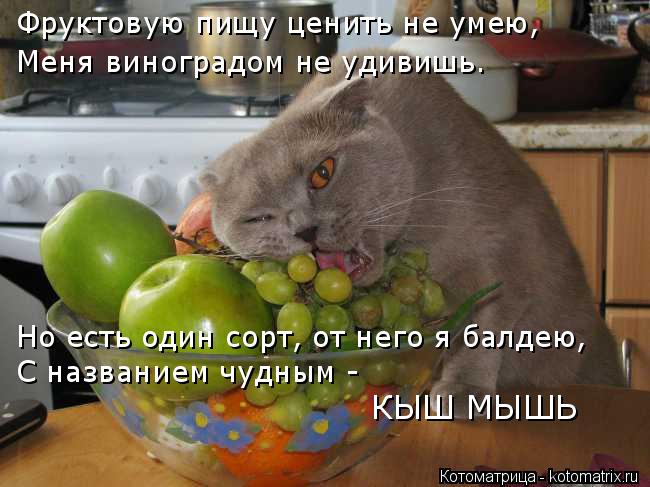 kotomatritsa_y.jpg