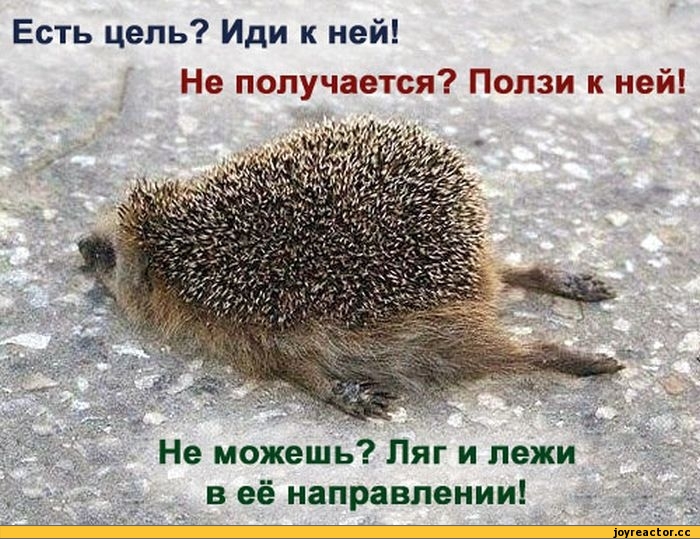 ёжик-песочница-600814.jpeg