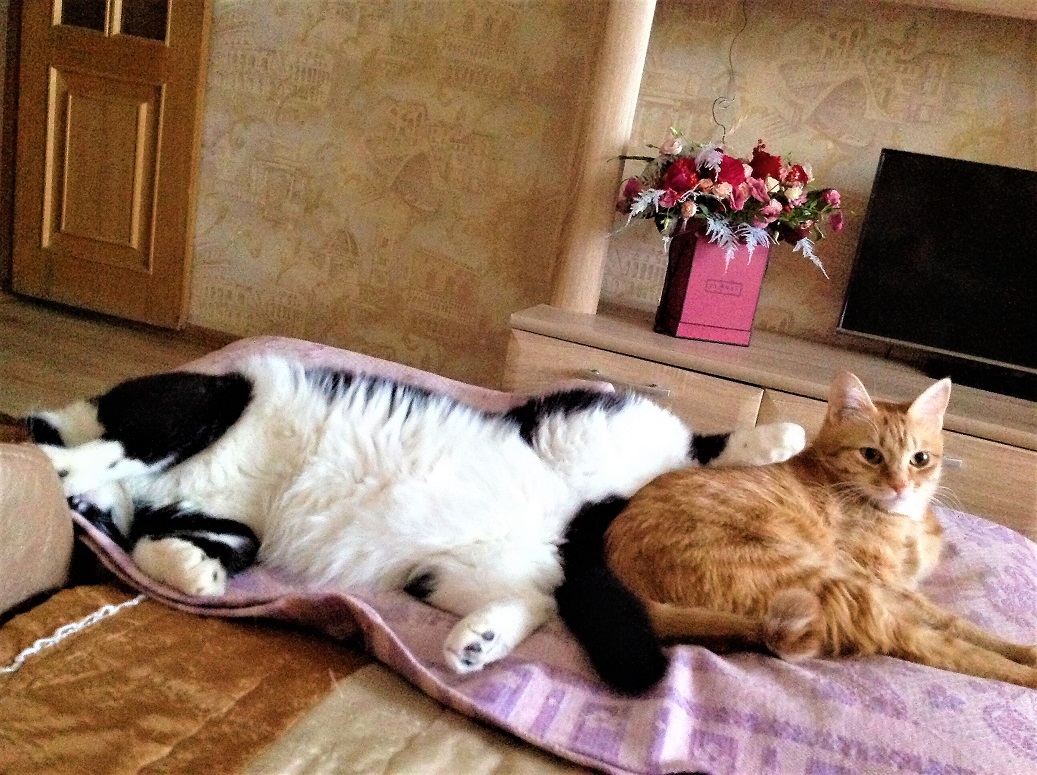 коты.jpg