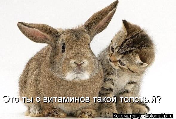 kotomatritsa_Vu.jpg