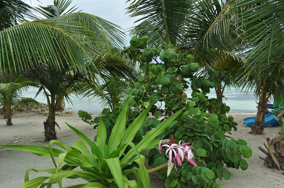 DSC_0093.JPG