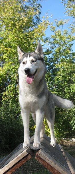 x_339f8783.jpg