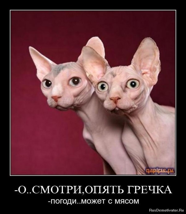гречка.jpg