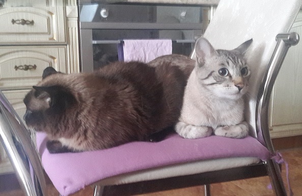 кота оба.jpg