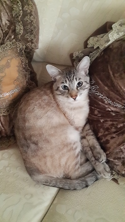 кот2.jpg