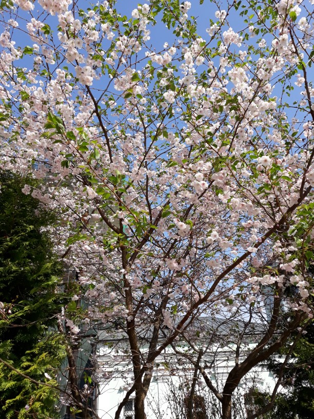 20180505_105409-612x816.jpg