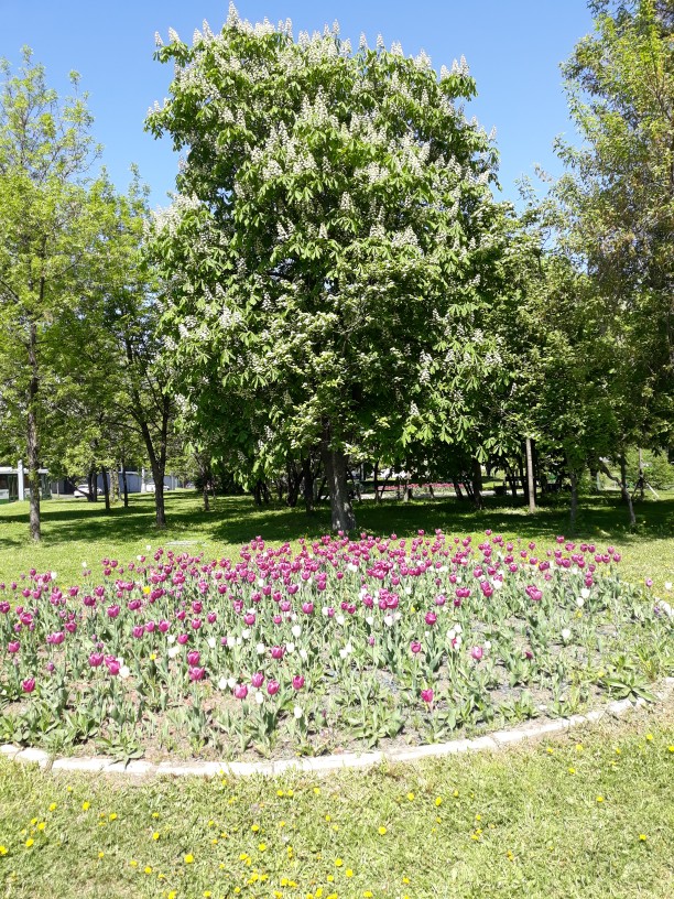 20180511_131708-612x816.jpg