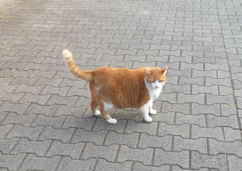 котик.jpg