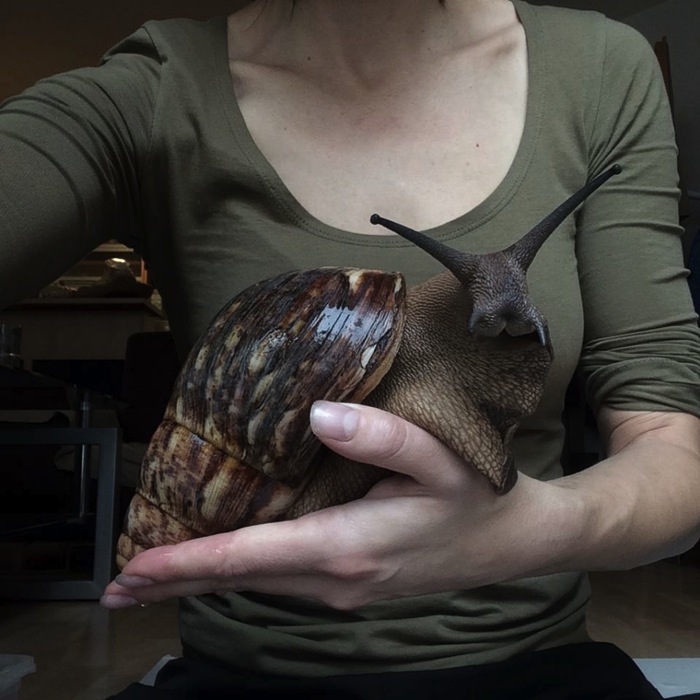 gigantskaya_ulitka_ahatina_foto_1.jpg