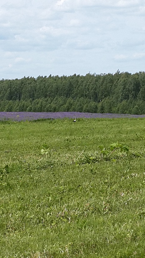 20150613_125826.jpg