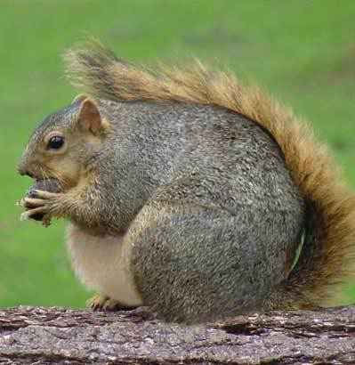 FatSquirrel.jpg