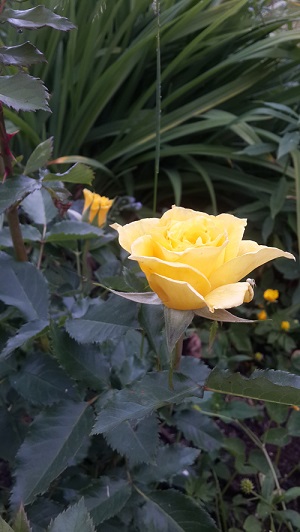20180616_203350.jpg