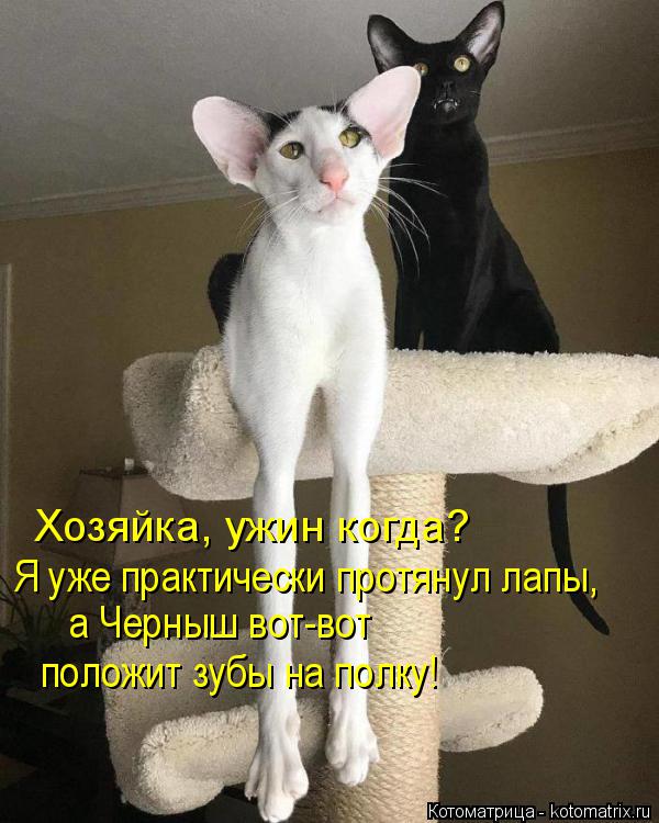 kotomatritsa_n.jpg