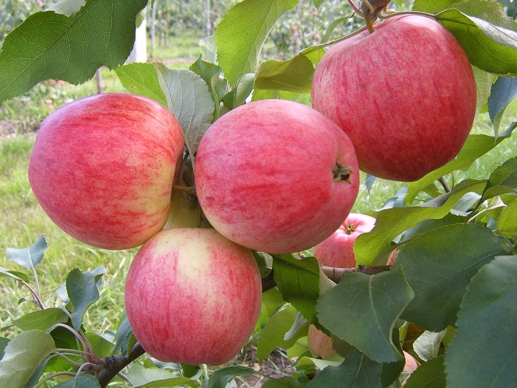 yablonya-melba.jpg