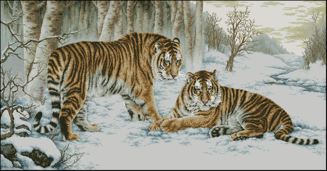 bengalskie-tigry.png