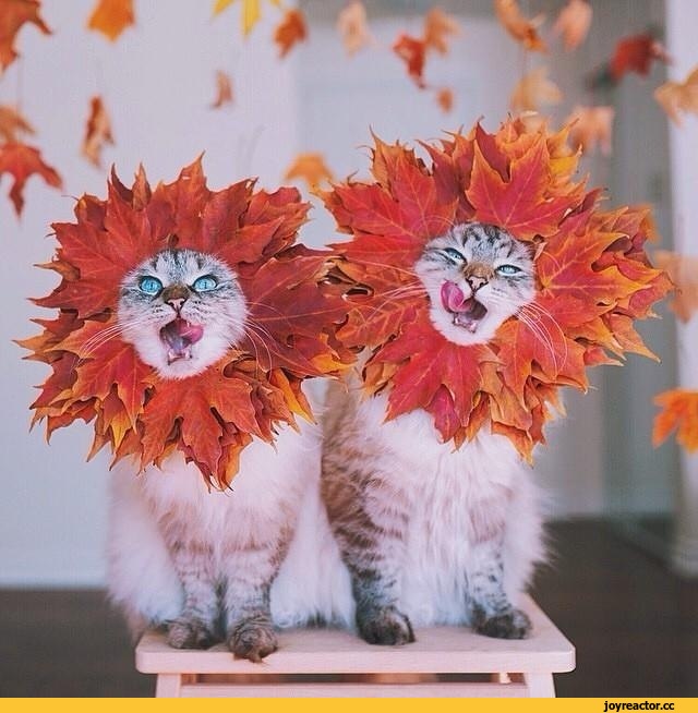 котэ-осень-мордахи-2434565.jpeg