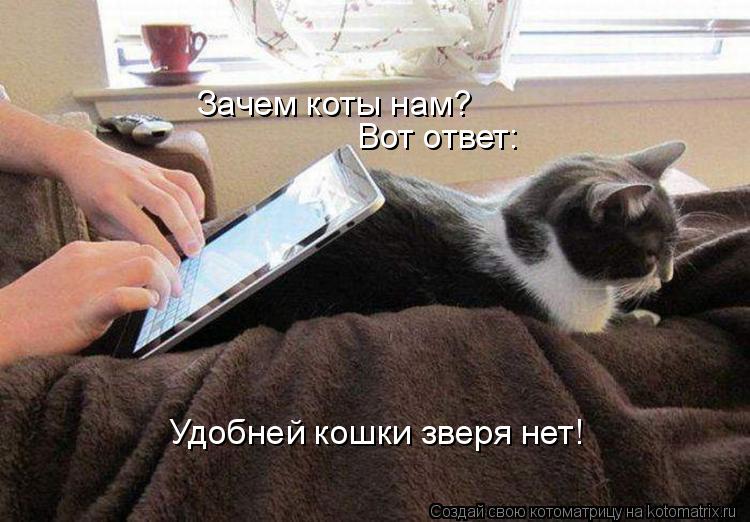 kotomatritsa_d (1).jpg